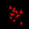 Thyroid Hormone Responsive antibody, orb341258, Biorbyt, Immunofluorescence image 