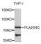 Phospholipase A2 Group IVC antibody, STJ110064, St John
