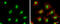 Adenosine Deaminase RNA Specific antibody, GTX629000, GeneTex, Immunofluorescence image 
