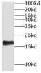 NHP2 Ribonucleoprotein antibody, FNab05727, FineTest, Western Blot image 