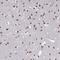 PLEKHG5 antibody, HPA049570, Atlas Antibodies, Immunohistochemistry frozen image 