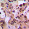 NFKB Inhibitor Beta antibody, LS-C352570, Lifespan Biosciences, Immunohistochemistry paraffin image 
