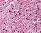 Caspase 4 antibody, 49-582, ProSci, Immunohistochemistry paraffin image 