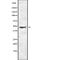 Mitogen-Activated Protein Kinase Kinase 7 antibody, abx216691, Abbexa, Western Blot image 