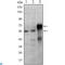 ETS Proto-Oncogene 1, Transcription Factor antibody, LS-C812593, Lifespan Biosciences, Flow Cytometry image 