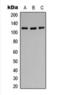 Protein Tyrosine Kinase 2 antibody, orb393140, Biorbyt, Western Blot image 
