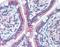 Lysine Demethylase 1A antibody, orb87900, Biorbyt, Immunohistochemistry paraffin image 