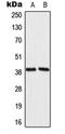 Mitochondrial Ribosomal Protein L39 antibody, orb224103, Biorbyt, Western Blot image 