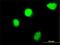 Homeobox C4 antibody, H00003221-M02, Novus Biologicals, Immunocytochemistry image 