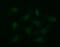 CD36 Molecule antibody, LS-C174758, Lifespan Biosciences, Immunofluorescence image 