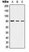 Adducin 1 antibody, orb304677, Biorbyt, Western Blot image 