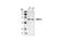 Protein Kinase AMP-Activated Non-Catalytic Subunit Gamma 1 antibody, 4187T, Cell Signaling Technology, Western Blot image 