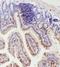 Interleukin 18 antibody, LS-C313463, Lifespan Biosciences, Immunohistochemistry paraffin image 