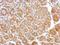 Calcineurin A antibody, NBP1-33041, Novus Biologicals, Immunohistochemistry frozen image 