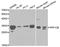 Serine/threonine-protein phosphatase PP1-beta catalytic subunit antibody, LS-B14855, Lifespan Biosciences, Western Blot image 