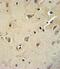 ATPase Na+/K+ Transporting Subunit Beta 1 antibody, PA5-25760, Invitrogen Antibodies, Immunohistochemistry paraffin image 