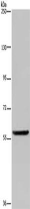 Lamin-B receptor antibody, CSB-PA070468, Cusabio, Western Blot image 