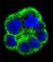 Phosphate Cytidylyltransferase 1, Choline, Alpha antibody, LS-C163456, Lifespan Biosciences, Immunofluorescence image 