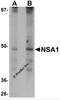 WD Repeat Domain 74 antibody, 5671, ProSci, Western Blot image 