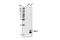 C-C Motif Chemokine Ligand 2 antibody, 2027S, Cell Signaling Technology, Western Blot image 