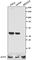 Nucleophosmin 1 antibody, 686802, BioLegend, Western Blot image 