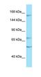Protein Tyrosine Phosphatase Receptor Type T antibody, orb331230, Biorbyt, Western Blot image 