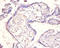 Interleukin 18 Binding Protein antibody, LS-C285761, Lifespan Biosciences, Immunohistochemistry paraffin image 