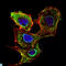 SMAD Family Member 3 antibody, LS-C812771, Lifespan Biosciences, Immunofluorescence image 
