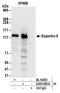 Exportin 5 antibody, A303-991A, Bethyl Labs, Immunoprecipitation image 