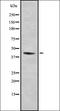 Selenoprotein P antibody, orb337139, Biorbyt, Western Blot image 