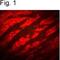 Purinergic Receptor P2Y2 antibody, PA1-4517, Invitrogen Antibodies, Immunohistochemistry paraffin image 