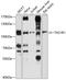 Taste 1 Receptor Member 1 antibody, 13-469, ProSci, Western Blot image 