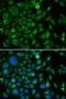 ATF4 antibody, orb129518, Biorbyt, Immunofluorescence image 