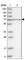 RUN Domain Containing 1 antibody, HPA023726, Atlas Antibodies, Western Blot image 