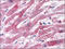 BIS antibody, AP23023PU-N, Origene, Immunohistochemistry frozen image 