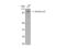 Actinin Alpha 3 (Gene/Pseudogene) antibody, STJ91468, St John