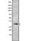 Paired Like Homeodomain 3 antibody, abx217785, Abbexa, Western Blot image 