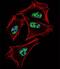 Prospero Homeobox 1 antibody, PA5-11899, Invitrogen Antibodies, Immunofluorescence image 