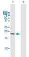 Leukocyte-associated immunoglobulin-like receptor 2 antibody, H00003904-B01P, Novus Biologicals, Western Blot image 