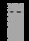 Chitinase Acidic antibody, 201363-T32, Sino Biological, Western Blot image 