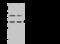 Protein Phosphatase 4 Catalytic Subunit antibody, 105531-T32, Sino Biological, Western Blot image 