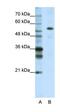 Cleavage And Polyadenylation Specific Factor 7 antibody, orb324924, Biorbyt, Western Blot image 