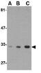 Autophagy Related 10 antibody, GTX31329, GeneTex, Western Blot image 