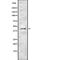 Bone Morphogenetic Protein 8b antibody, PA5-67954, Invitrogen Antibodies, Western Blot image 