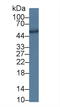 Dipeptidyl Peptidase 7 antibody, LS-C374785, Lifespan Biosciences, Western Blot image 