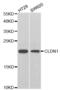 Claudin 1 antibody, abx001808, Abbexa, Western Blot image 