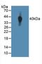 Tyrosine Kinase With Immunoglobulin Like And EGF Like Domains 1 antibody, LS-C314403, Lifespan Biosciences, Western Blot image 