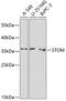 Stomatin antibody, 15-302, ProSci, Western Blot image 