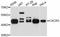 C-X-C Motif Chemokine Receptor 3 antibody, abx125737, Abbexa, Western Blot image 