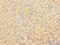 Obg Like ATPase 1 antibody, LS-C318456, Lifespan Biosciences, Immunohistochemistry paraffin image 